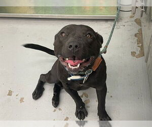 American Pit Bull Terrier-Unknown Mix Dogs for adoption in Waco, TX, USA