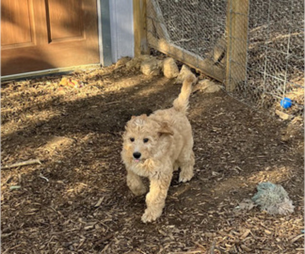 Medium Photo #4 Goldendoodle Puppy For Sale in HARRISONVILLE, MO, USA