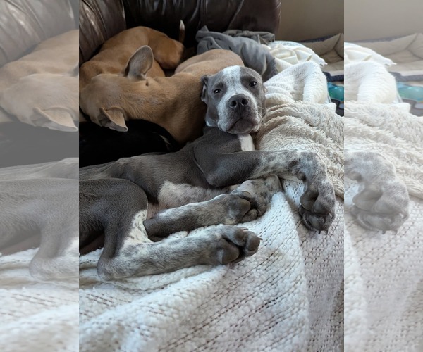 Medium Photo #4 Mutt Puppy For Sale in St. Louis Park, MN, USA