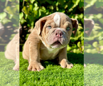 Small Photo #3 Bulldog Puppy For Sale in SAN DIEGO, CA, USA