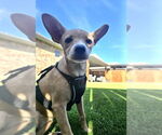 Small #3 Chihuahua Mix