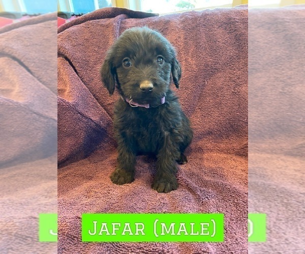 Medium Photo #20 Labradoodle Puppy For Sale in BLACK FOREST, CO, USA