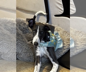 Greyhound Puppy for sale in PHOENIX, AZ, USA