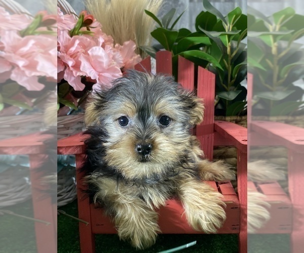 Medium Photo #4 Yorkshire Terrier Puppy For Sale in CANOGA, NY, USA