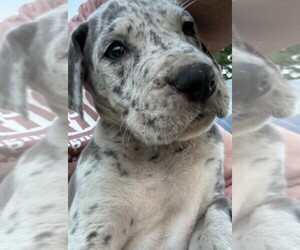 Great Dane Puppy for sale in GREEN SEA, SC, USA