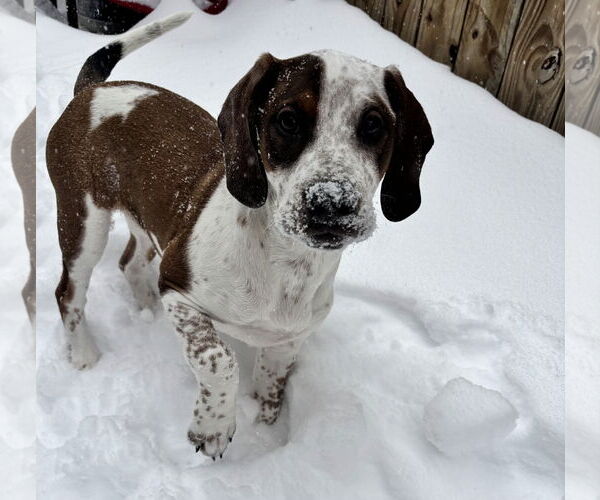 Medium Photo #1 English Coonhound-Labrador Retriever Mix Puppy For Sale in Canal Winchester, OH, USA