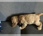 Small #4 Cocker Spaniel