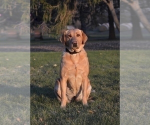 Mother of the Labrador Retriever puppies born on 04/16/2023