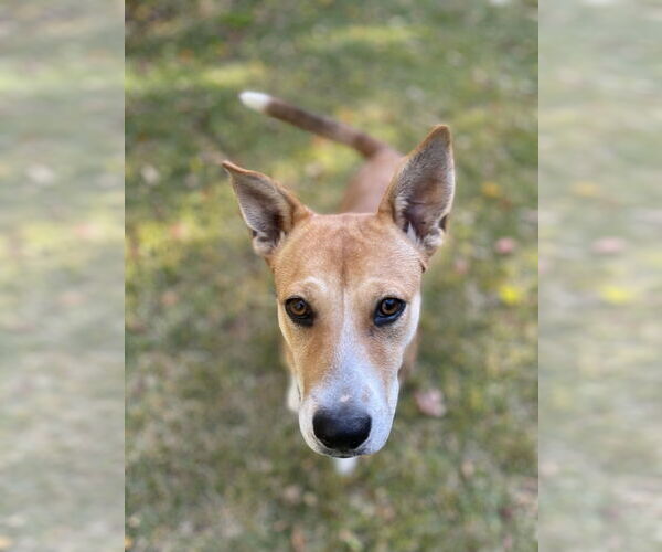 Medium Photo #6 Labrador Retriever-Unknown Mix Puppy For Sale in Greenbelt, MD, USA