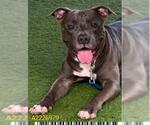 Small American Pit Bull Terrier