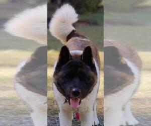 Father of the Akita puppies born on 06/08/2023
