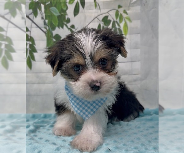 Medium Photo #21 Shorkie Tzu Puppy For Sale in SELLERSBURG, IN, USA