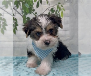 Medium Shorkie Tzu