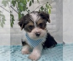 Puppy 3 Shorkie Tzu