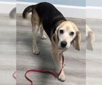Small #7 Beagle