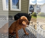 Small Photo #2 Vizsla Puppy For Sale in RALEIGH, NC, USA