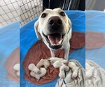 Small Labrador Retriever