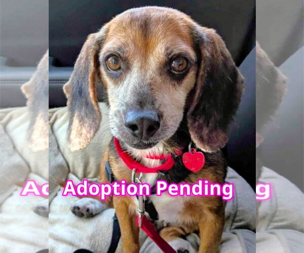 Medium Photo #1 Beagle Puppy For Sale in Dunnellon, FL, USA