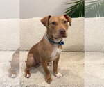Small #3 American Pit Bull Terrier Mix