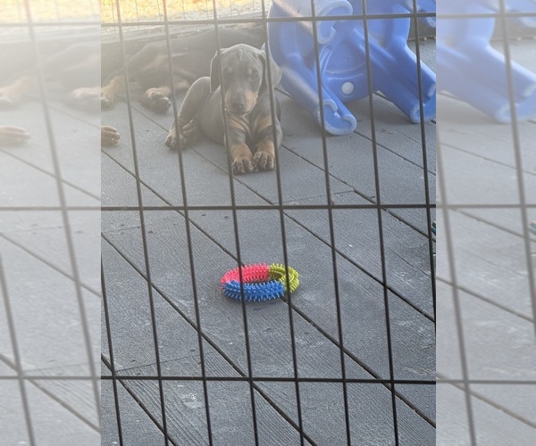 Medium Photo #3 Doberman Pinscher Puppy For Sale in MEDFORD, OR, USA