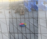 Small #2 Doberman Pinscher