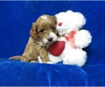 Puppy 1 Cavapoo