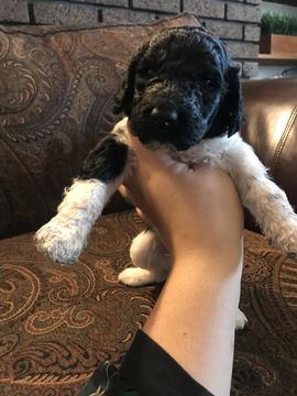 Medium Photo #1 Labradoodle Puppy For Sale in CLEVELAND, OH, USA