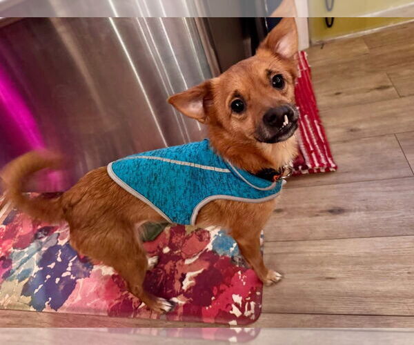 Medium Photo #2 Chihuahua-Unknown Mix Puppy For Sale in Germantown, OH, USA