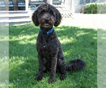 Small #1 Poodle (Miniature)-Wheaten Terrier Mix