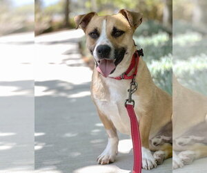 Sully - Male Beagle-Unknown Mix Dog for Adoption - Photo #11