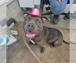 Staffordshire Bull Terrier Dogs for adoption in Long Beach, CA, USA