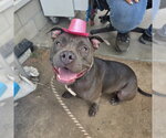 Small Staffordshire Bull Terrier