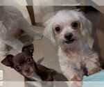 Small #6 Shih Tzu