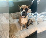 Small #1 Boxer