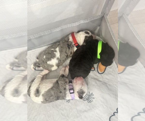 Medium Photo #72 Aussiedoodle-Bernedoodle Mix Puppy For Sale in BELTON, SC, USA