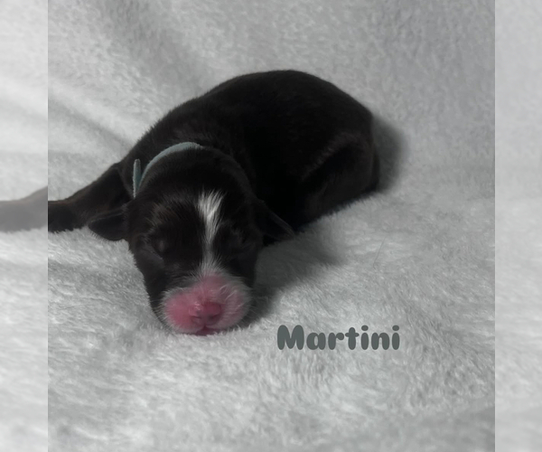 Medium Photo #5 Australian Shepherd Puppy For Sale in OLD LYME, CT, USA