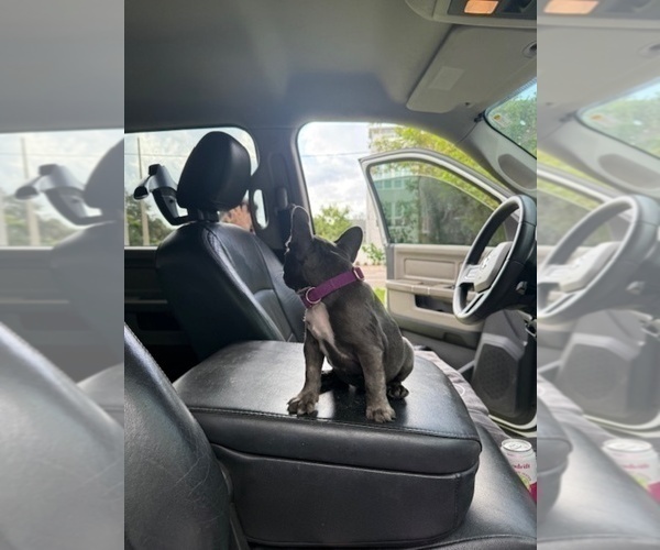 Medium Photo #8 French Bulldog Puppy For Sale in SAINT PETERSBURG, FL, USA