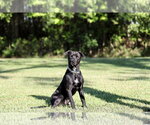 Small #8 Mutt