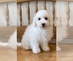 Small #9 Bichon Frise