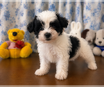 Small #5 Morkie