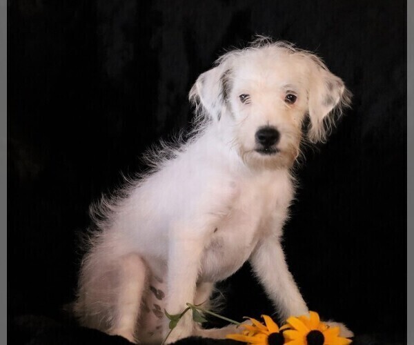 Medium Photo #2 Jack-A-Poo Puppy For Sale in FREDERICKSBG, OH, USA
