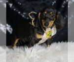 Small #2 Dachshund