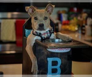 American Staffordshire Terrier Dogs for adoption in San Antonio, TX, USA