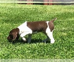 Small German Shorthaired Pointer
