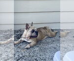 Small #1 French Bulldog