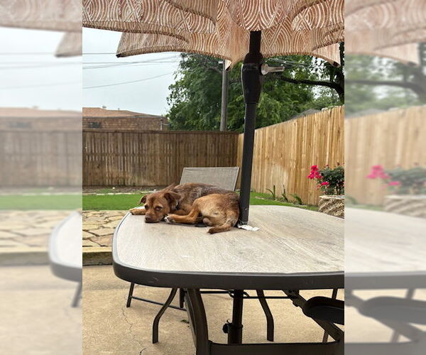 Medium Photo #4 Border Terrier-Chihuahua Mix Puppy For Sale in Dallas, TX, USA