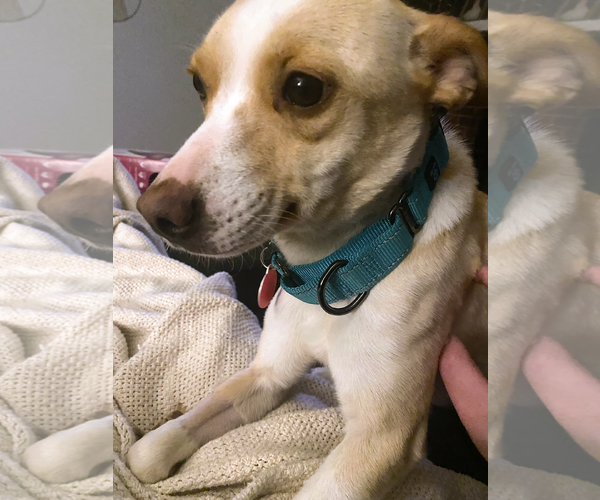 Medium Photo #2 - Mix Puppy For Sale in Arlington, VA, USA