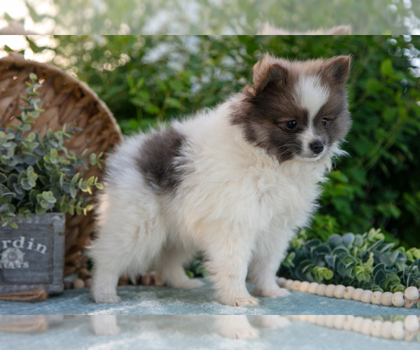 Medium Photo #13 Pomeranian Puppy For Sale in SHILOH, OH, USA