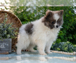 Small Photo #13 Pomeranian Puppy For Sale in SHILOH, OH, USA