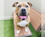 Small #1 American Pit Bull Terrier